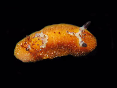 Doris immonda - Doris immonda