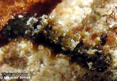 Thordisa sp. 1 - Thordisa sp. 1