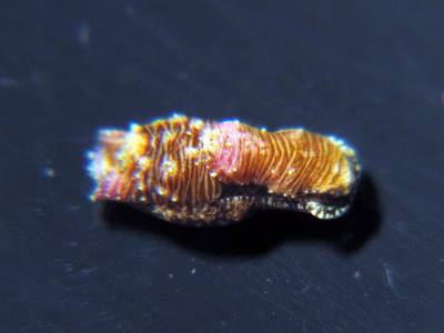 Niparaya sp. 5 - Niparaya sp. 5