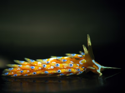 Tenellia sp. 20 - Tenellia sp. 20