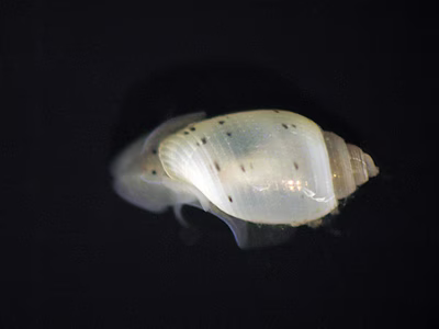 Japonactaeon suturalis - Japonactaeon suturalis