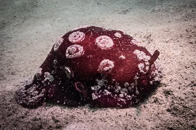 Pleurobranchus weberi - Pleurobranchus weberi