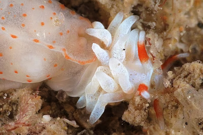 Tenellia sp. 57 - Tenellia sp. 57