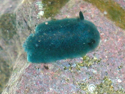 Doris viridis - Doris viridis