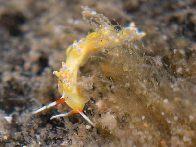 Tenellia sp. 35 - Tenellia sp. 35