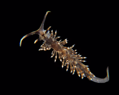 Herviella albida - Herviella albida