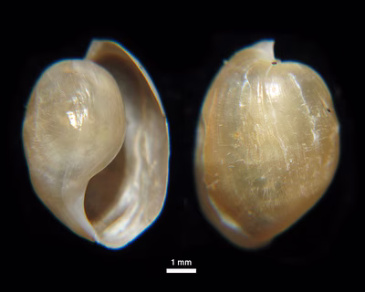 Hamineoa crocata - Hamineoa crocata