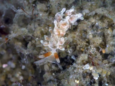 Eubranchus sp. 16 - Eubranchus sp. 16