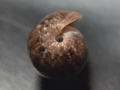 Bulla vernicosa - Bulla vernicosa