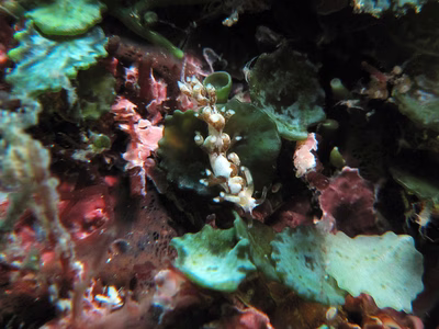 Tenellia sp. 15 - Tenellia sp. 15