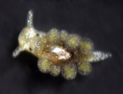 Hermaea sp. 3 - Hermaea sp. 3