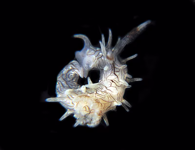 Okenia pellucida - Okenia pellucida