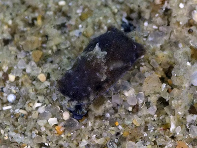 Niparaya sp. 12 - Niparaya sp. 12