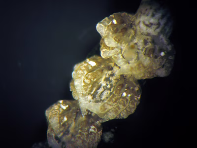 Noumeaella sp. 1 - Noumeaella sp. 1