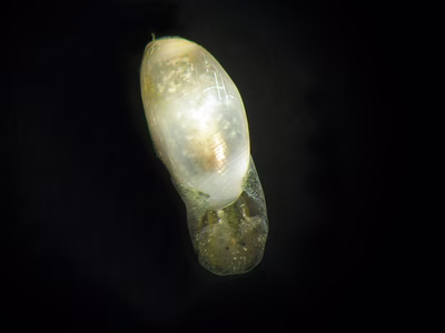 Austrocylichna leucampyx - Austrocylichna leucampyx
