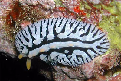 Phyllidia marindica - Phyllidia marindica