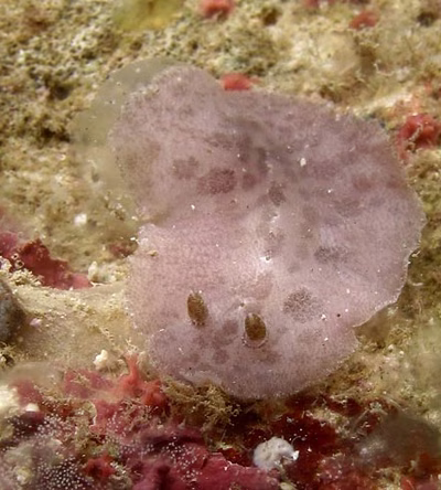 Tayuva lilacina - Tayuva lilacina