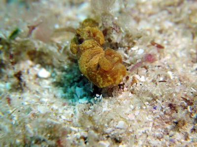 Trapania sp. 1 - Trapania sp. 1