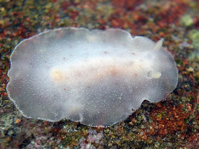 Peltodoris sp. 1 - Peltodoris sp. 1