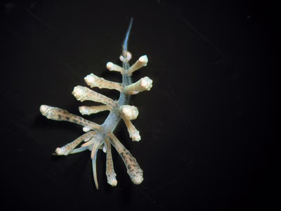 Phyllodesmium hyalinum - Phyllodesmium hyalinum