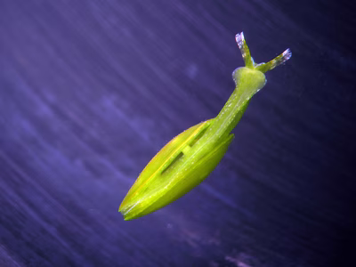 Tamanovalva sp. 2 - Tamanovalva sp. 2