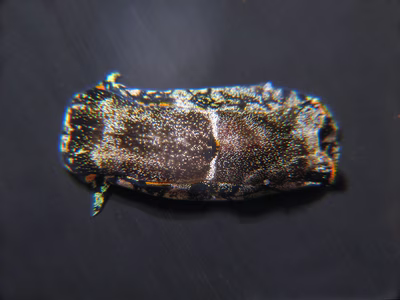 Philinopsis taronga - Philinopsis taronga