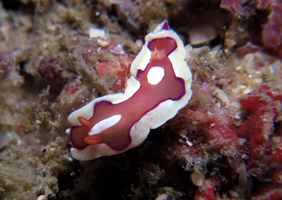 Mexichromis pusilla - Mexichromis pusilla