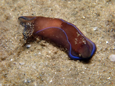 Philinopsis gardineri - Philinopsis gardineri