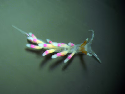 Tenellia sp. 25 - Tenellia sp. 25