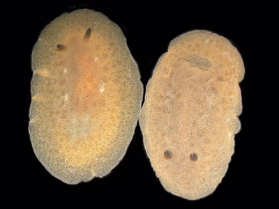 Rostanga bifurcata - Rostanga bifurcata