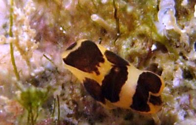 Philine orca - Philine orca