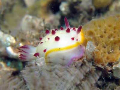 Mexichromis mariei - Mexichromis mariei