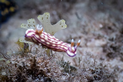 Hypselodoris whitei - Hypselodoris whitei