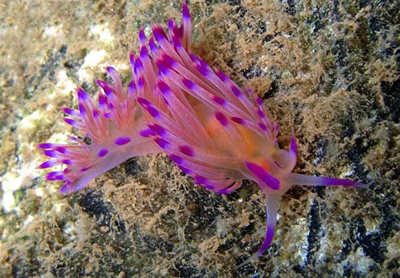 Flabellina rubrolineata - Flabellina rubrolineata