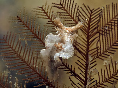 Lomanotus sp. 4 - Lomanotus sp. 4