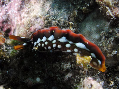 Thuridilla sp. 1 - Thuridilla sp. 1