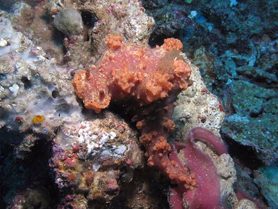 Miamira moloch - Miamira moloch