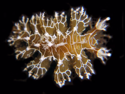 Hancockia sp. 1 - Hancockia sp. 1