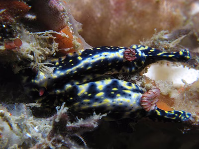 Hypselodoris lacuna - Hypselodoris lacuna