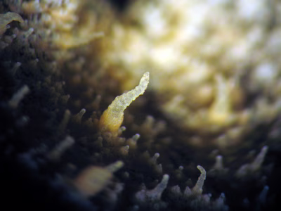 Sclerodoris sp. 9 - Sclerodoris sp. 9