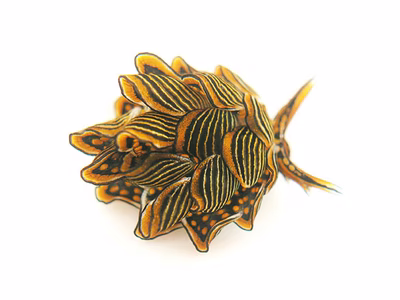 Cyerce nigra - Cyerce nigra