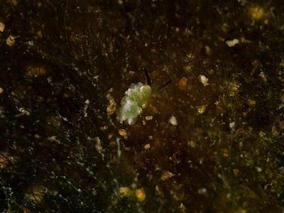 Costasiella formicaria - Costasiella formicaria