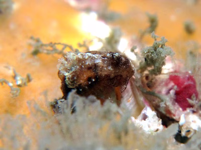 Goniodoris sp. 2 - Goniodoris sp. 2