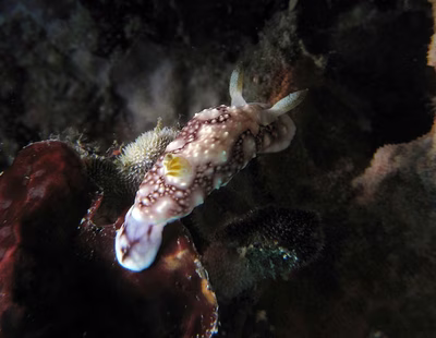 Goniobranchus geometricus - Goniobranchus geometricus