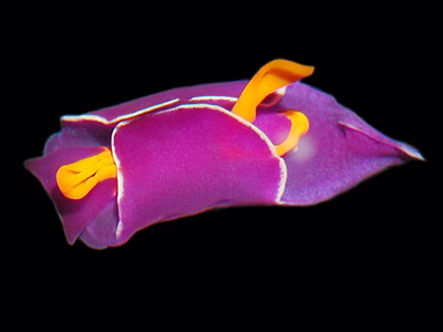 Sagaminopteron ornatum - Sagaminopteron ornatum