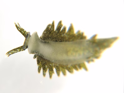 Placida sp. 1 - Placida sp. 1