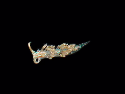 Austraeolis ornata - Austraeolis ornata