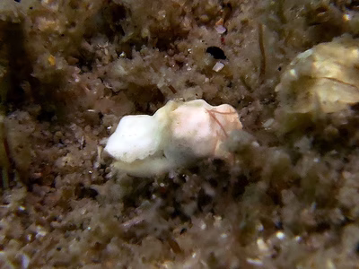 Niparaya sp. 1 - Niparaya sp. 1