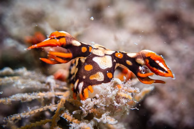Bornella anguilla - Bornella anguilla