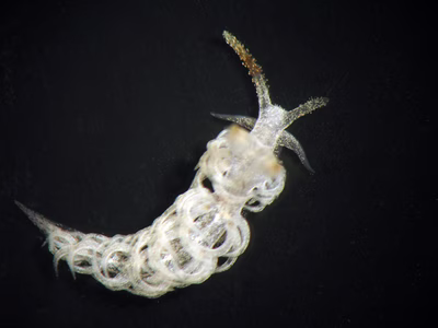 Noumeaella sp. 2 - Noumeaella sp. 2